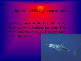 Despite their size and long life, we know remarkably little about great white sharks, even very basic facts like where they mate, where the females go to give birth, and where the pups live. Ppt A Feared Animal Powerpoint Presentation Free Download Id 3949646