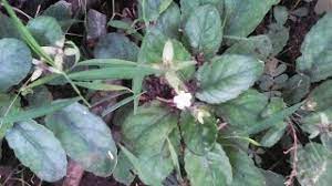 Maybe you would like to learn more about one of these? 25 Inspirasi Keren Gambar Daun Opo Opo Victoria Melani Blog