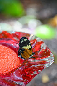 If they are in a container or cage/exhibit, you can offer both gatorade (or juice) and rotting fruit. Butterfly Palace Homemade Butterfly Food Easy Diy