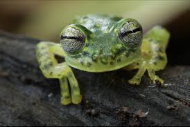 Image result for glass frog