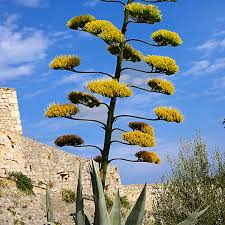 Image result for Agave