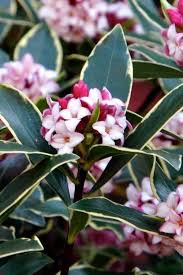 Maybe you would like to learn more about one of these? Buy Variegated Pink Winter Daphne Free Shipping 1 Gallon Pot Size Plants For Sale Online From Wilson Bros Gardens