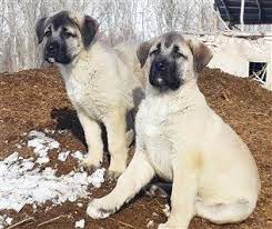 satilik kangal kopek yavrusu fiyatlari 2019 kangal kopegi kopek labrador retrievers