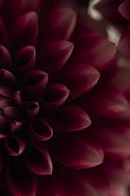 Virtualpaperdolls Burgundy Aesthetic Maroon Aesthetic Marsala Color