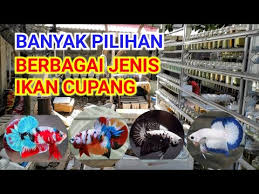 Ikan cupang merupakan salah satu ikan hias yang mudah dipelihara. Peternak Dan Penjual Ikan Cupang Di Citra Raya Kab Tangerang Youtube