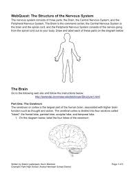 The central nervous system is made up of the brain and spinal cord. Webquest The Structure Of The Nervous System The Brain Brainu