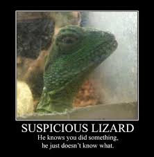 Suspicious Lizard What Makes You Laugh Funny Posters Funny Lizards