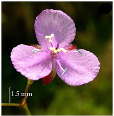 Image result for Triceratella