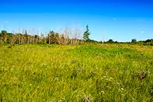 Image result for Sorghastrum fuscescens