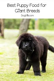 Our Top Picks For The Best Puppy Food For Giant Breeds Dogvills In 2020 Best Puppy Food Best Puppies Puppy Food