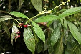 Image result for Psychotria cinerea