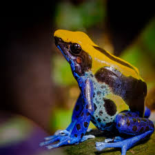 16 Poisonous Frogs That Are Beautiful But Deadly Select from premium poison dart frog of the highest quality.
