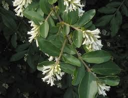 Image result for Ligustrum obtusifolium
