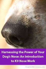 Nosework Games And Training For Dogs Dog Nose Dogs Nose Work