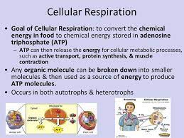 Unit 6 Cell Energy Photosynthesis Photosynthesis Photosynthesis And Cellular Respiration Organic Molecules