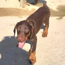 北海道でドーベルマンの子犬を探す｜ブリーダーナビ