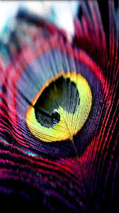 Colorful Feather Bohemian Styling Tumblr Peacock Feather Art Feather Wallpaper