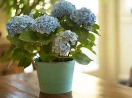 Hydrangea shrubs grow between 3 and 10 ft. Growing Hydrangea As A Houseplant Can Hydrangea Grow Indoors