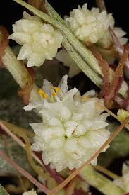 Image result for Cuscuta planiflora