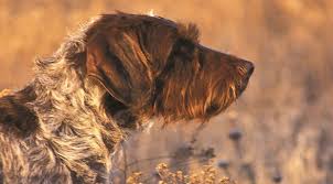 German wirehaired pointer puppies ohio. Landa S Best Friend German Wirehaired Pointer The Land Report