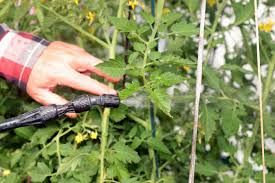 It works because the alkaloids in the tomato leaves (and the best homemade garden concoction of all. Organic Pest Control For Your Garden That Really Works Lawnstarter