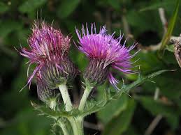 Image result for Cirsium