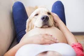 Pets Pregnancy And Your Newborn My Expert Midwife