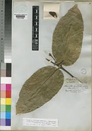 Image result for Oxyanthus pyriformis