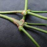 Image result for Gnetum africanum