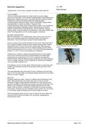 Image result for Balanitaceae