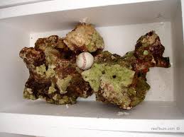 See more of dead coral collectors on facebook. Dry Rock Vs Live Rock Which One To Choose Reefbum