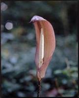 Image result for Anchomanes