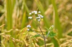 Image result for Burnatia enneandra