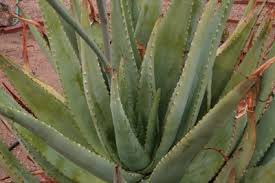 Image result for Aloe aculeata × globuligemma