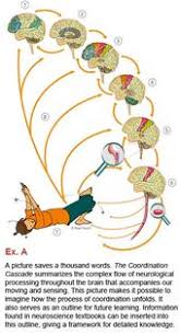 8 Struggles Feldenkrais Ideas Feldenkrais Method Alexander Technique Awareness