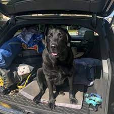 Maybe you would like to learn more about one of these? Best Puppy Socialization Classes Near Me July 2021 Find Nearby Puppy Socialization Classes Reviews Yelp