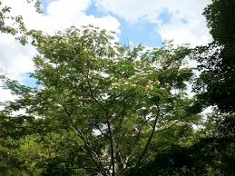 Image result for Microcharis angolensis