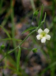 Image result for Hibiscus sidiformis