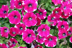 Plantas De Interior Grandes Plantasdeinterior Fast Growing Flowers Flower Seeds Petunias