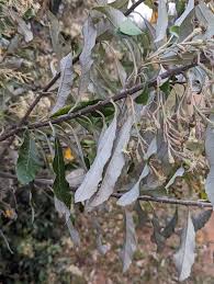 Image result for Brachylaena discolor