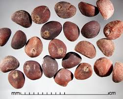 Image result for Ipomoea aquatica