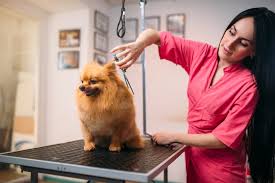 Get a certificate as a professional pet spa owner in 6 weeks online. Dog Groomer Salary How Much Do Dog Groomers Make Stratford Career Institute Blog
