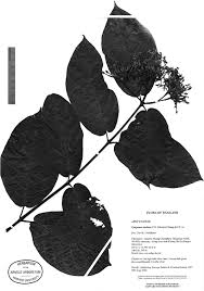 Image result for Apocynaceae subfamilies Apocynoideae and Rauvolfioideae