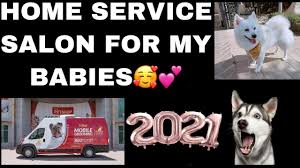 Get the best mobile dog grooming services in dubai at paws and relax. Dog Grooming Dubai Pet Salon At Home Youtube