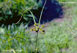 Image result for Oxycaryum