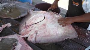 Sangat jarang mereka dijual, khususnya oleh tukang ikan langganan saya.saya awalnya bingung haruskah. Cicipi 5 Resep Masakan Olahan Ikan Pari Untuk Keluarga Yuk Moms