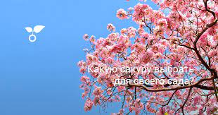 Как выбрать сакуру для своего сада: полезные советы