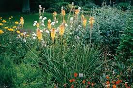 Torch Lily Plant Plants Lily Plants Bees Plants