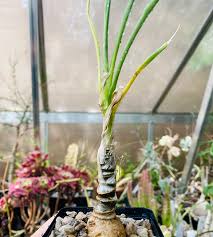 Image result for Trachyandra saltii