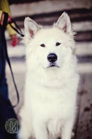 Great Pyrenees Husky Mix Great Pyrenees Husky Mix Dog Breeds
